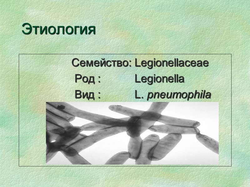 Этиология    Семейство: Legionellaceae     Род :  